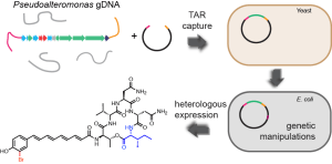 TOC Bromoalterochromide